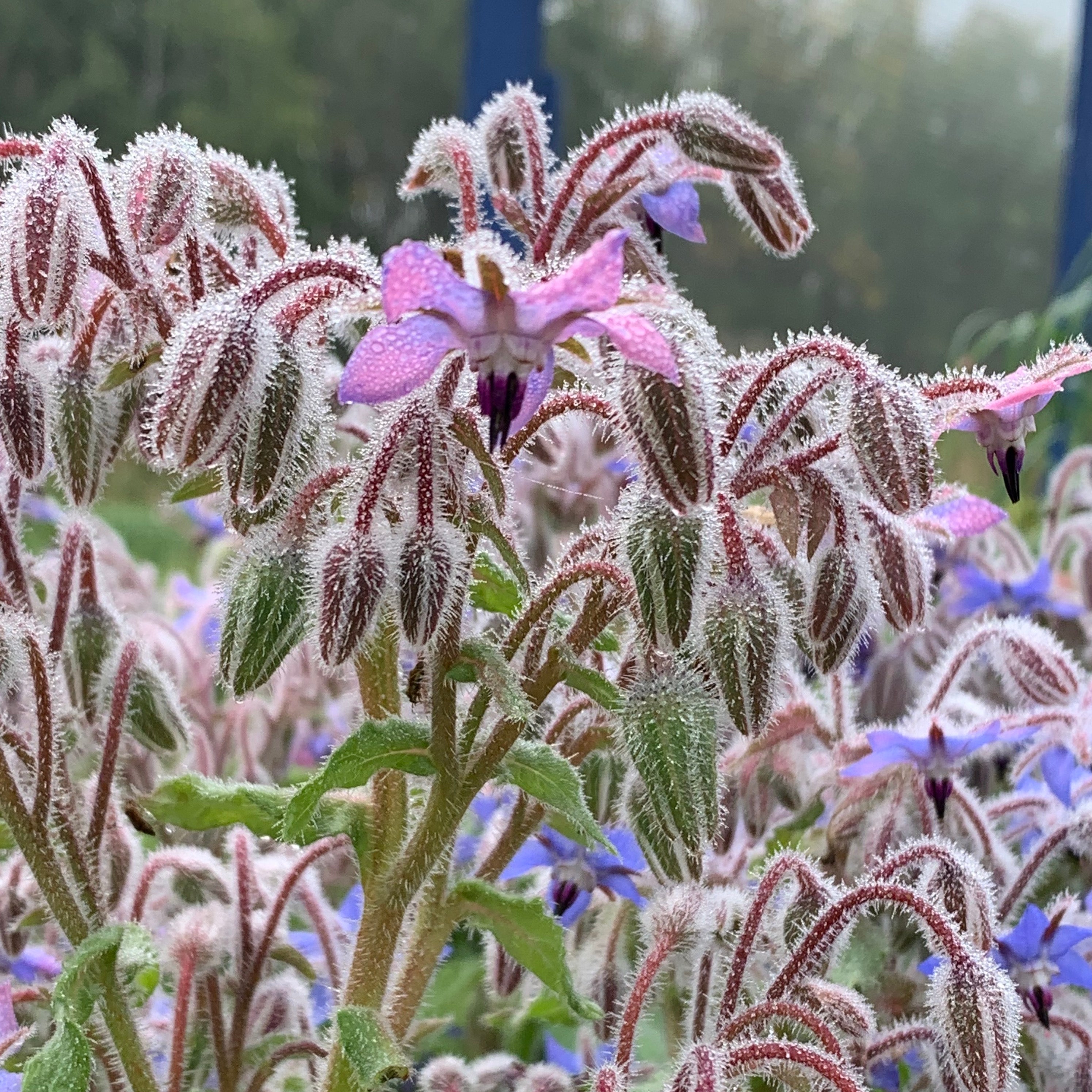 Our first frost has arrived, now what?