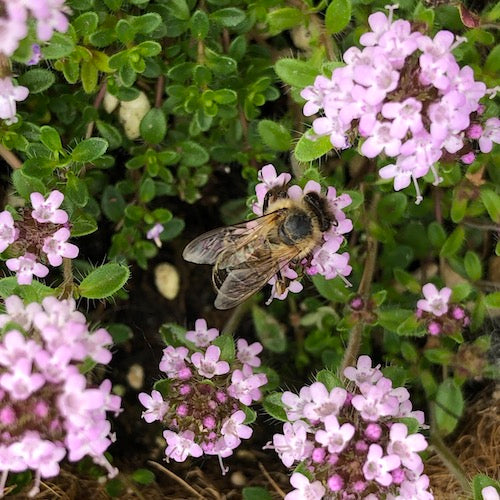Planting a creeping thyme tapestry