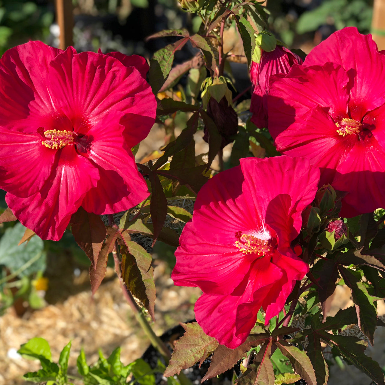 Maintaining your plants during hot weather