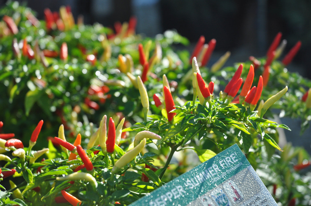 Its hot pepper season!