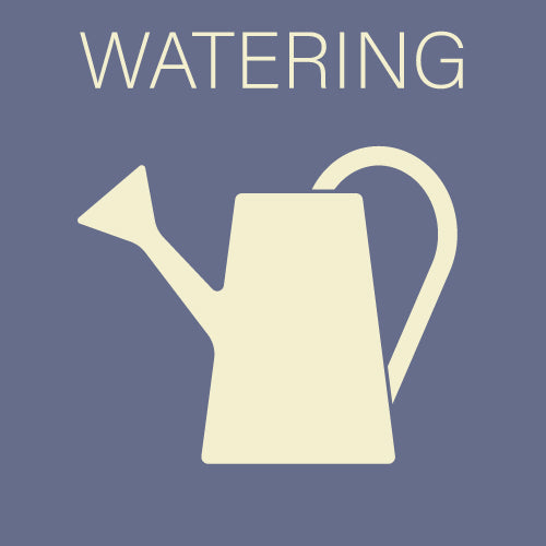 House plant watering