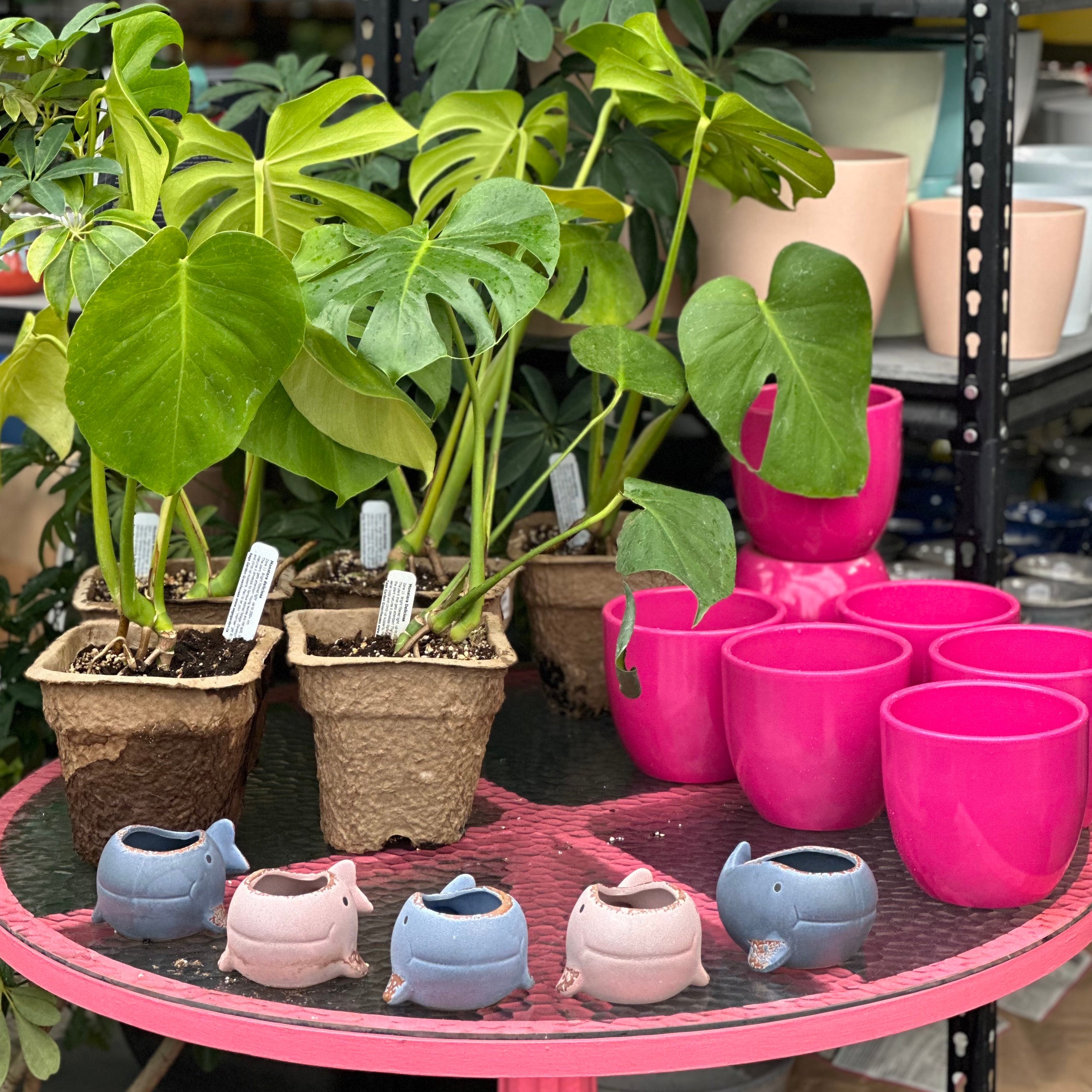 Spring preparation: tips from the greenhouse that can help home gardeners too!