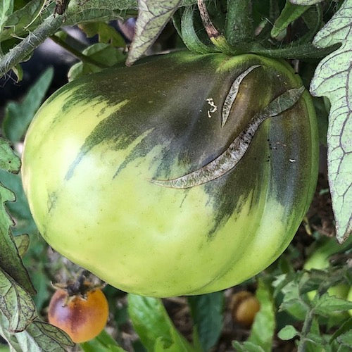 Gardening when the weather is extreme
