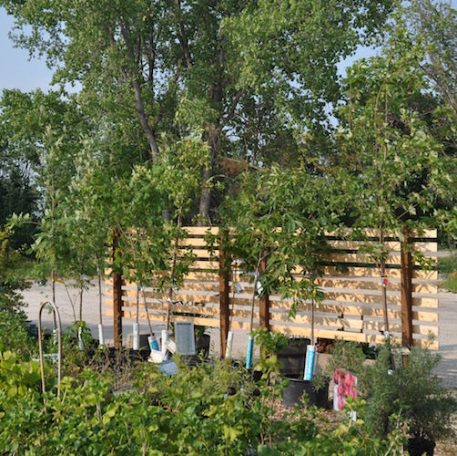How much should I be watering my trees and shrubs at this time of the year (late summer)?