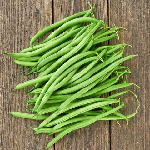 Bean (Bush), Passport (Organically Grown Seeds)
