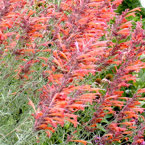 Agastache 'Sunset' (Organically Grown Seeds)