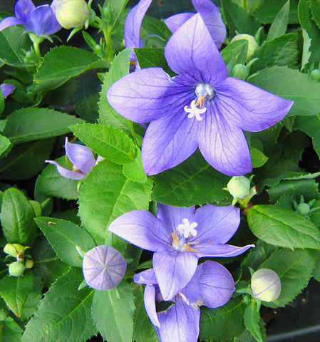 Balloon Flower (Organically Grown Seeds)