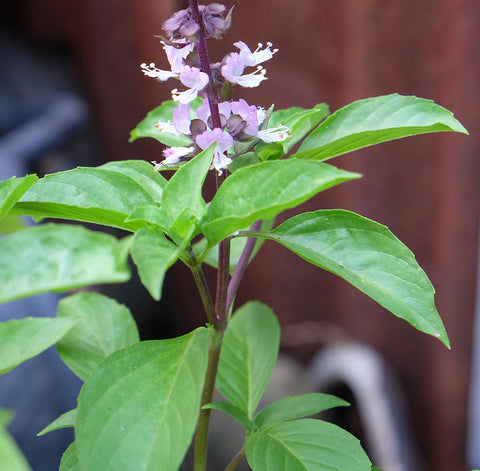 Basil, Cinnamon (Organically Grown Seeds)