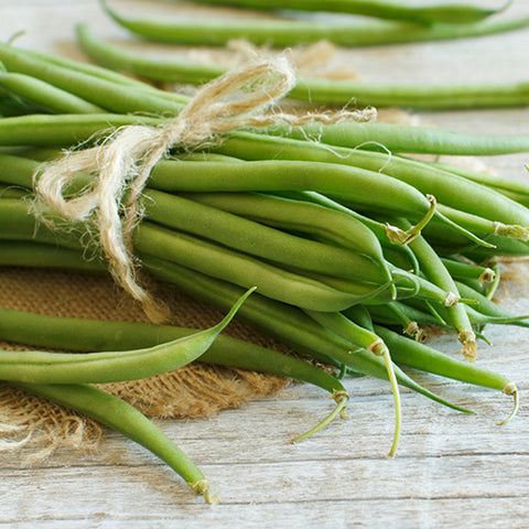 Bean (Bush), Tavera (Organically Grown Seeds)