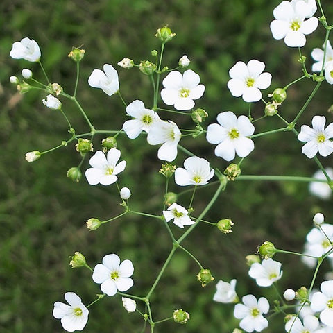 Baby's Breath, Covent Garden (Organically Grown Seeds)