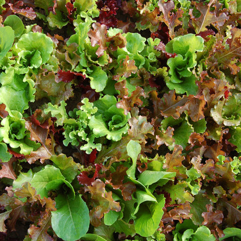 Lettuce (Blend), Yankee Hardy Blend Lettuce (Certified Organic Seeds)
