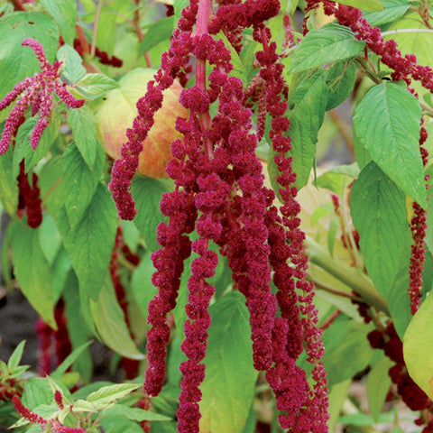 Amaranth, Love Lies Bleeding (Organically Grown Seeds)