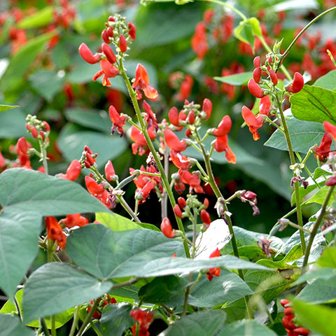 Bean (Pole), Scarlet Runner (Certified Organic Seeds)